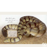 گونه مار دریایی زرد Yellow Sea Snake